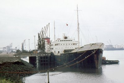 HEMICARDIUM 0575a.jpg