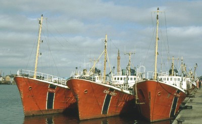 CAM LYNX-CAM CIVET-CAN JAGUAR 160794a.jpg