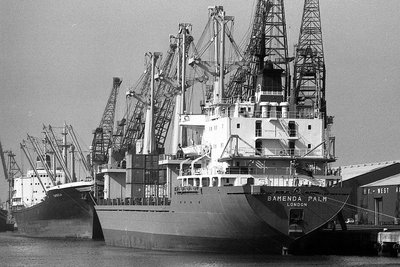 bamenda-palm250382.jpg