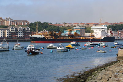 Sand Falcon, 25 July 2014 (1)_1.JPG