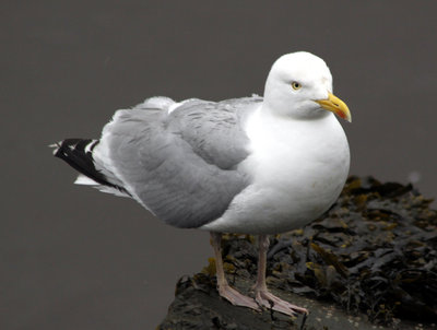 Watch the birdie.jpg