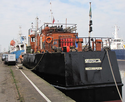MUSCA080415B.jpg