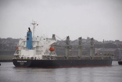 07) Ocean Bloom (07.01.16).jpg
