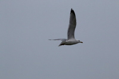 IMG_2893_1.JPG