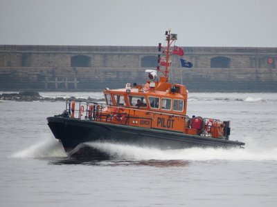 01) Bewick (17.03.16).jpg