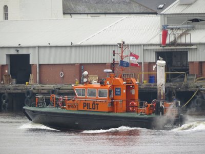 02) Bewick (17.03.16).jpg