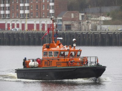 10) Bewick (17.03.16).jpg