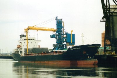 Sea Amethyst.jpg