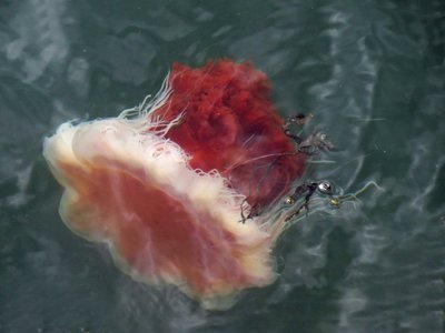 Jellyfish-3.jpg