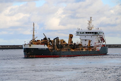 Sand Falcon, 30 October 2019 (2)_1.JPG