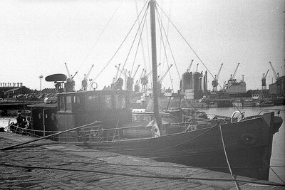 nyroca b 250574 x2.jpg