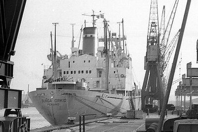 bunga orkid 280176.jpg